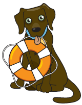 dog holding a personal flotation device in mouth; type IV device