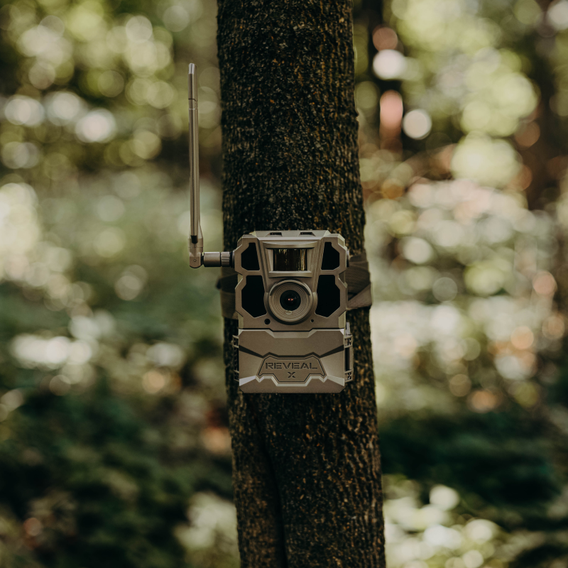 Reveal X cellular camera mounted on a tree